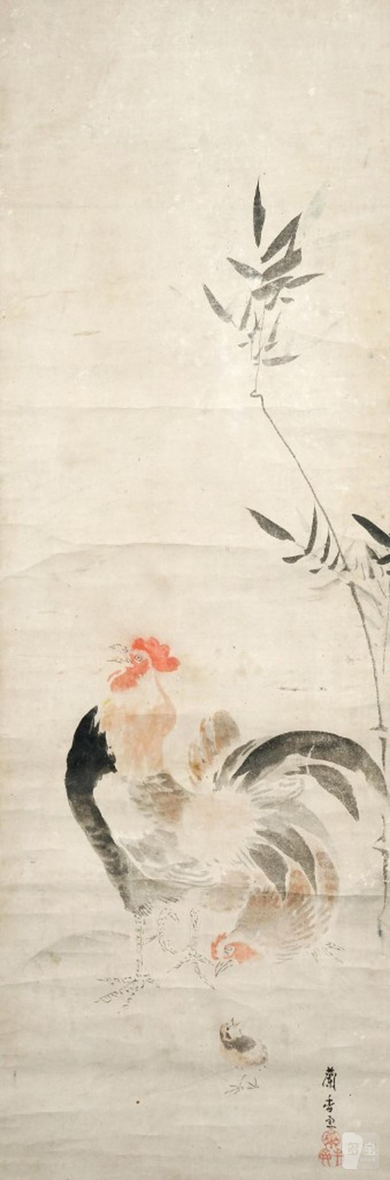    蘭香雲 雄雞